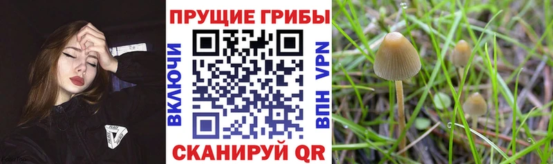 Псилоцибиновые грибы мицелий  что такое наркотик  МЕГА рабочий сайт  Липки 